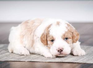 tri-colored male mini bernedoodle near Chicago Illinois