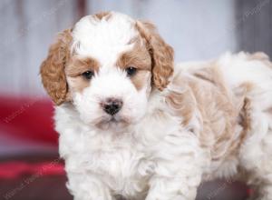 male tiny bernedoodle near Chicago Illinois