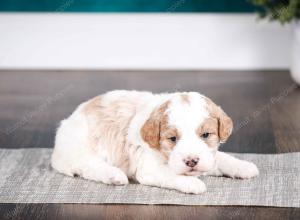 tri-colored male mini bernedoodle near Chicago Illinois