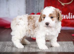 male tiny bernedoodle near Chicago Illinois