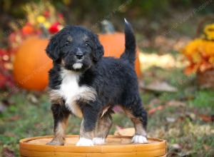 tri-colored standard bernedoodle near Chicago Illinois