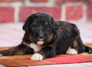 tri-colored standard bernedoodle near Chicago Illinois