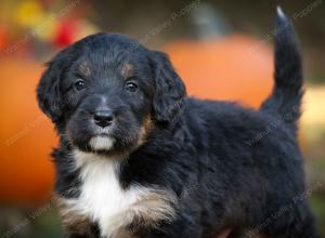 tri-colored standard bernedoodle near Chicago Illinois