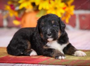 tri-colored standard bernedoodle near Chicago Illinois