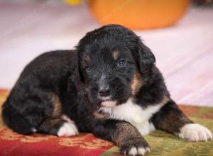 tri-colored standard bernedoodle near Chicago Illinois