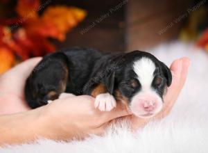 female mini bernedoodle near Chicago Illinois