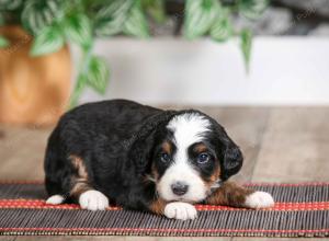 female mini bernedoodle near Chicago Illinois