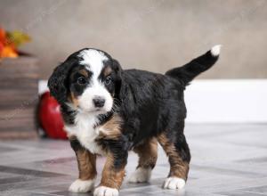 female mini bernedoodle near Chicago Illinois