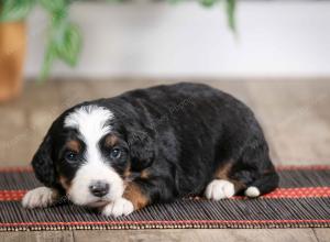 female mini bernedoodle near Chicago Illinois