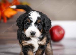 female mini bernedoodle near Chicago Illinois
