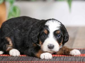 female mini bernedoodle near Chicago Illinois