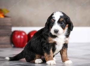 female mini bernedoodle near Chicago Illinois