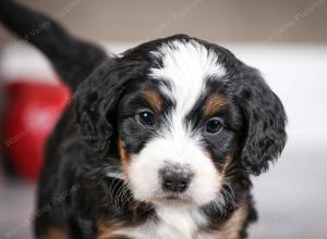 female mini bernedoodle near Chicago Illinois