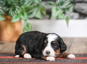 female mini bernedoodle near Chicago Illinois