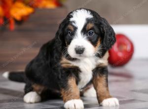 female mini bernedoodle near Chicago Illinois