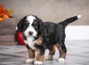 female mini bernedoodle near Chicago Illinois