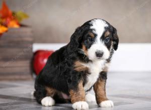 female mini bernedoodle near Chicago Illinois