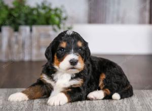 tri-colored male mini bernedoodle near Chicago Illinois