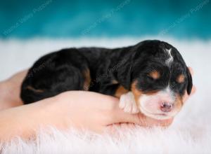 tri-colored male mini bernedoodle near Chicago Illinois