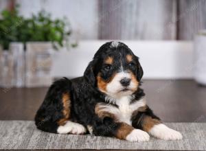 tri-colored male mini bernedoodle near Chicago Illinois