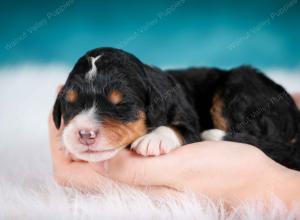 tri-colored male mini bernedoodle near Chicago Illinois