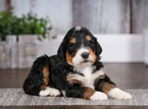 tri-colored male mini bernedoodle near Chicago Illinois