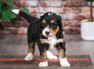 tri-colored male mini bernedoodle near Chicago Illinois