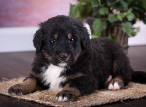 tri-colored standard bernedoodle near Chicago Illinois