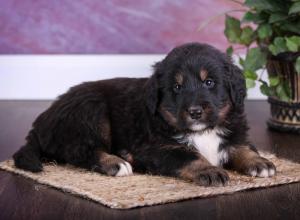 tri-colored standard bernedoodle near Chicago Illinois