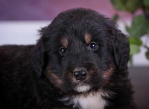 tri-colored standard bernedoodle near Chicago Illinois