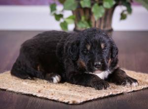 tri-colored standard bernedoodle