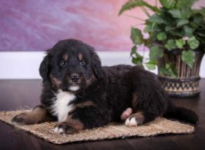 tri-colored standard bernedoodle near Chicago Illinois