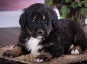 tri-colored standard bernedoodle near Chicago Illinois