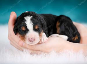 tri-colored male mini bernedoodle near Chicago Illinois