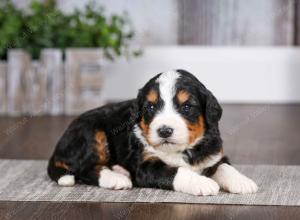 tri-colored male mini bernedoodle near Chicago Illinois