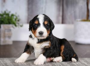 tri-colored male mini bernedoodle near Chicago Illinois