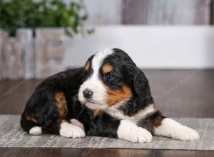 tri-colored male mini bernedoodle near Chicago Illinois