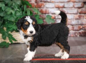 tri-colored male mini bernedoodle near Chicago Illinois