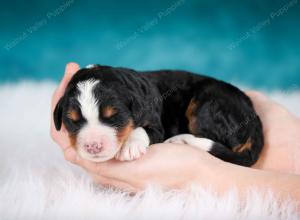 tri-colored male mini bernedoodle near Chicago Illinois