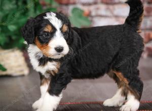 tri-colored male mini bernedoodle near Chicago Illinois