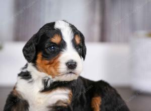 tri-colored male mini bernedoodle near Chicago Illinois