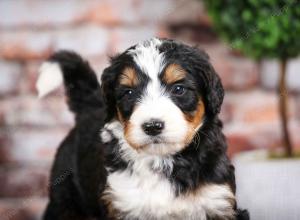 tri-colored male mini bernedoodle near Chicago Illinois