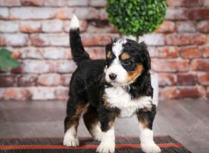 tri-colored male mini bernedoodle near Chicago Illinois