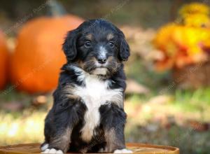 tri-colored standard bernedoodle near Chicago Illinois