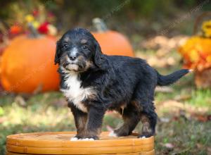 tri-colored standard bernedoodle near Chicago Illinois