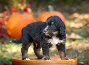 tri-colored standard bernedoodle near Chicago Illinois