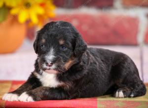 tri-colored standard bernedoodle near Chicago Illinois