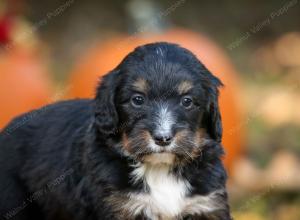 tri-colored standard bernedoodle near Chicago Illinois