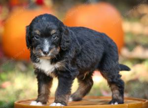 tri-colored standard bernedoodle near Chicago Illinois