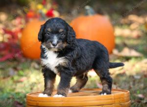 tri-colored standard bernedoodle near Chicago Illinois